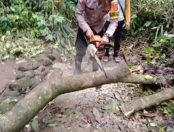 Polsek Cikoneng Polres Ciamia Giat Penanganan Pohon Tumbang di sekitar area Makam Pasarean Dusun Majaganda Desa Gegempalan