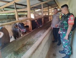 Polsek Cijeungjing Dampingi Pemda Cek Kesehatan Hewan Kurban