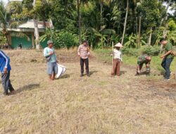 Ketahanan Pangan, Polsek Lakbok Polres Ciamis Ikut Tanam Jagung Bersama Poktan Jaya Horti
