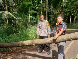 Personel Polsek Sukadana Datangi TKP Bencana Pohon Tumbang Melintasi Jalan Raya Cisena
