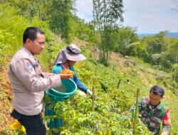 Soliditas TNI-Polri, Polsek dan Koramil Panjalu Cooling System ke Poktan Cabai Sukamantri
