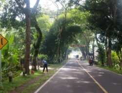 *Penebangan Pohon Trambesi untuk Keselamatan Pengguna Jalan