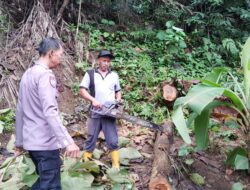 Polsek Pamarican Sigap Mendatangi TKP Rumah Tertimpa Pohon Jati di Dusun Sindangjaya, Desa Neglasari